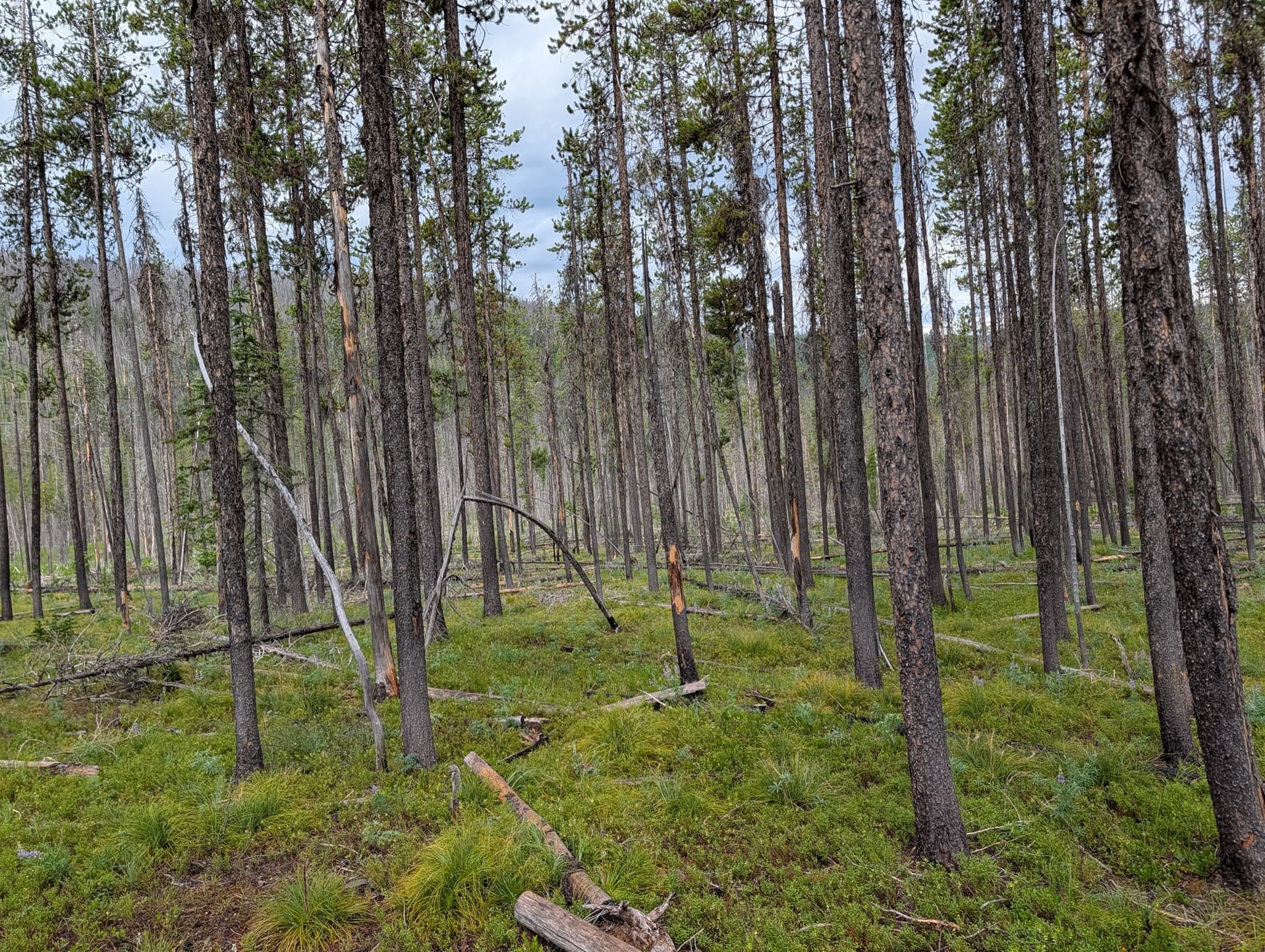 Lodgepole Regrowth
